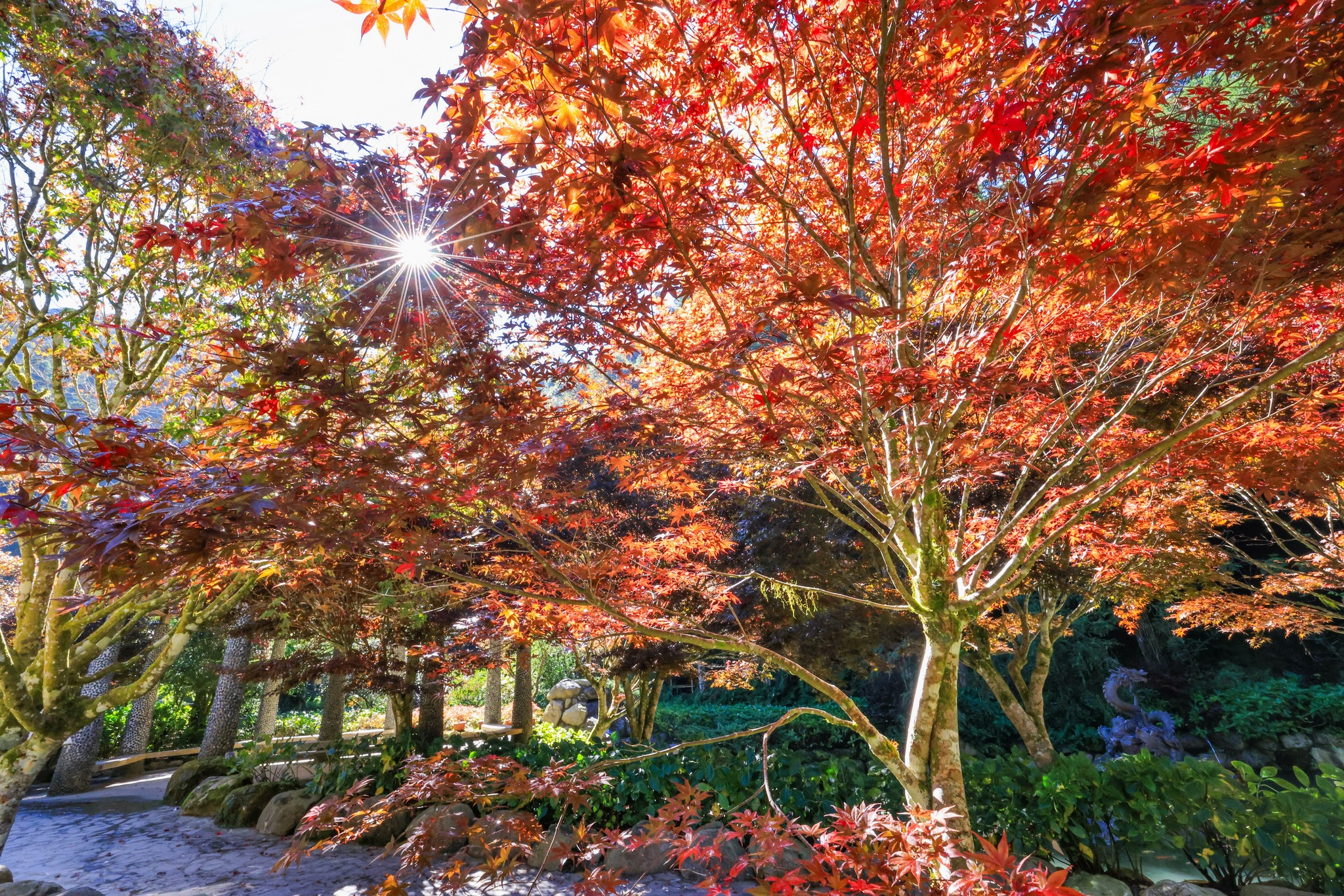 走進南投杉林溪的雲霧森林，聽見山風吹動步道的聲音