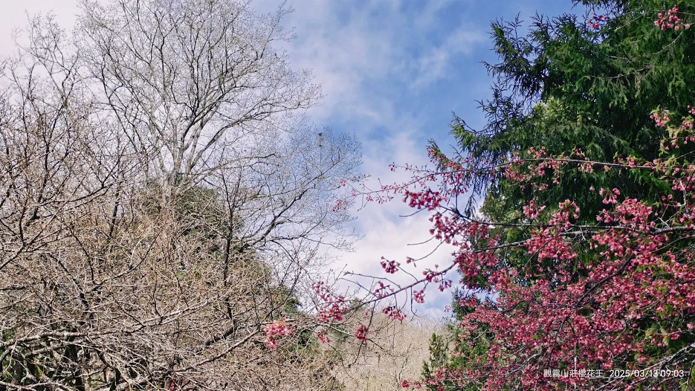 觀霧山莊-霧社櫻王
