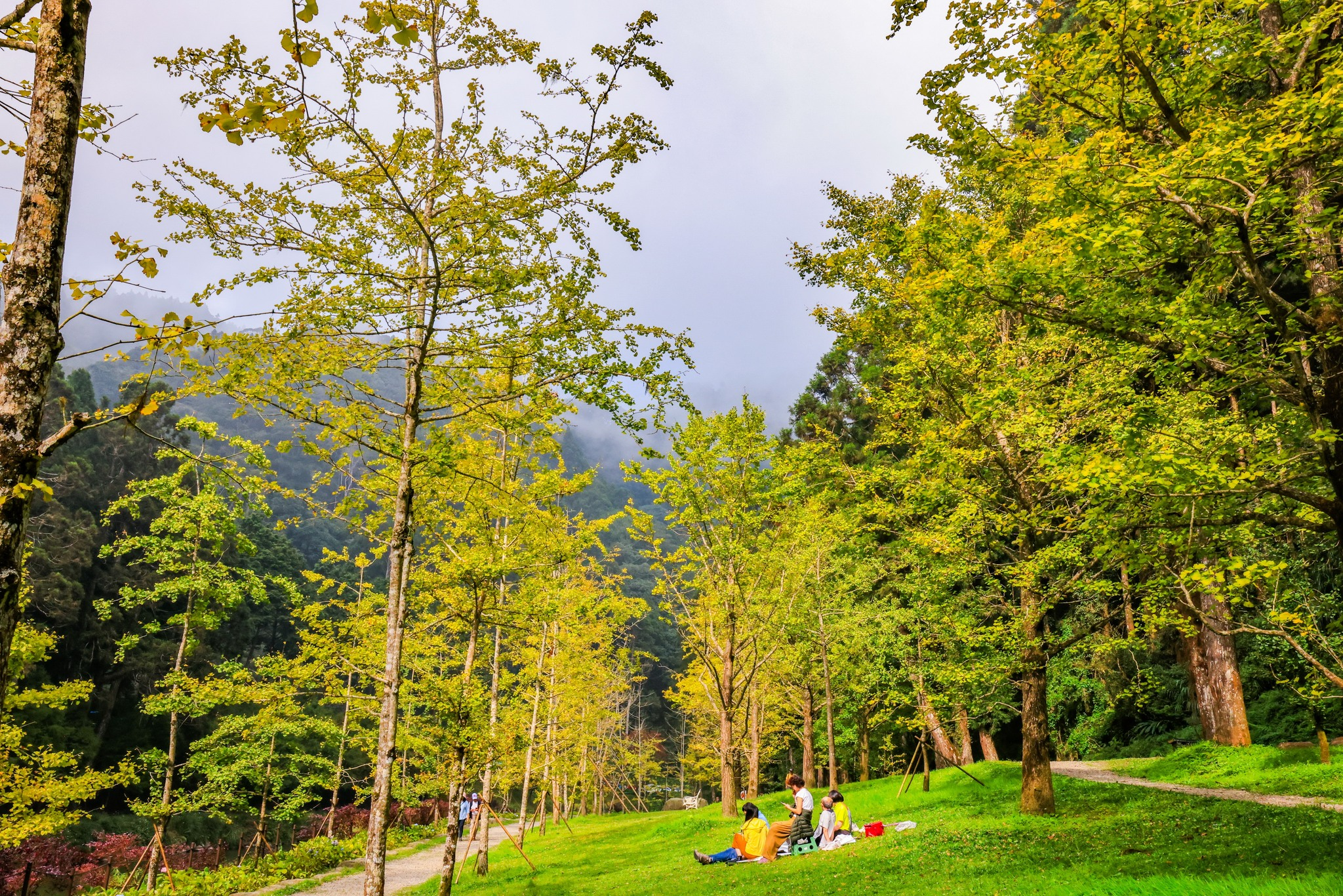 南投杉林溪楓葉正紅｜順著霧氣與山風，一步步走進秋天最深的顏色
