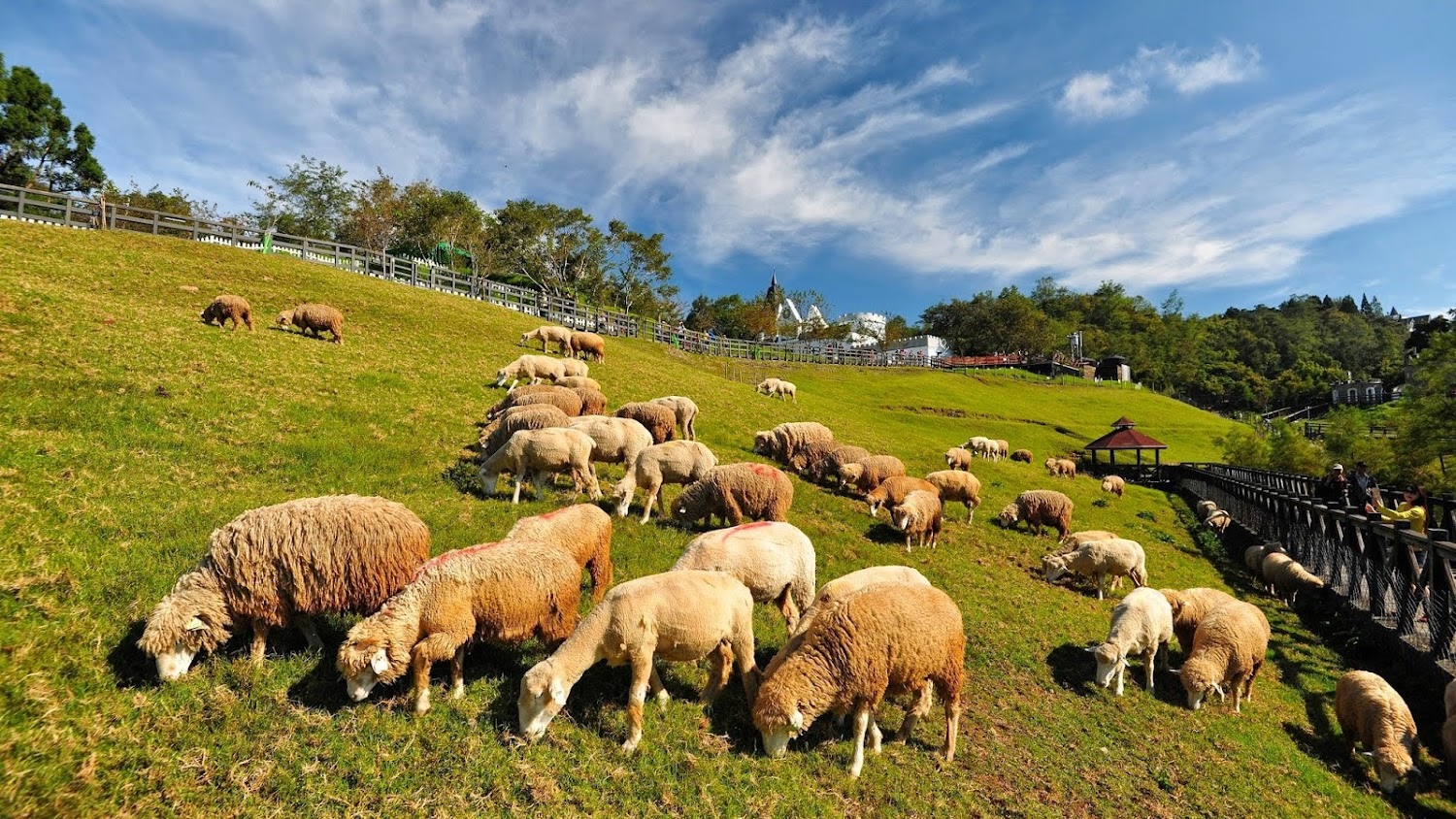 清境農場綿羊秀｜清境農場青青草原的魅力｜探索高山草原的完美假期
