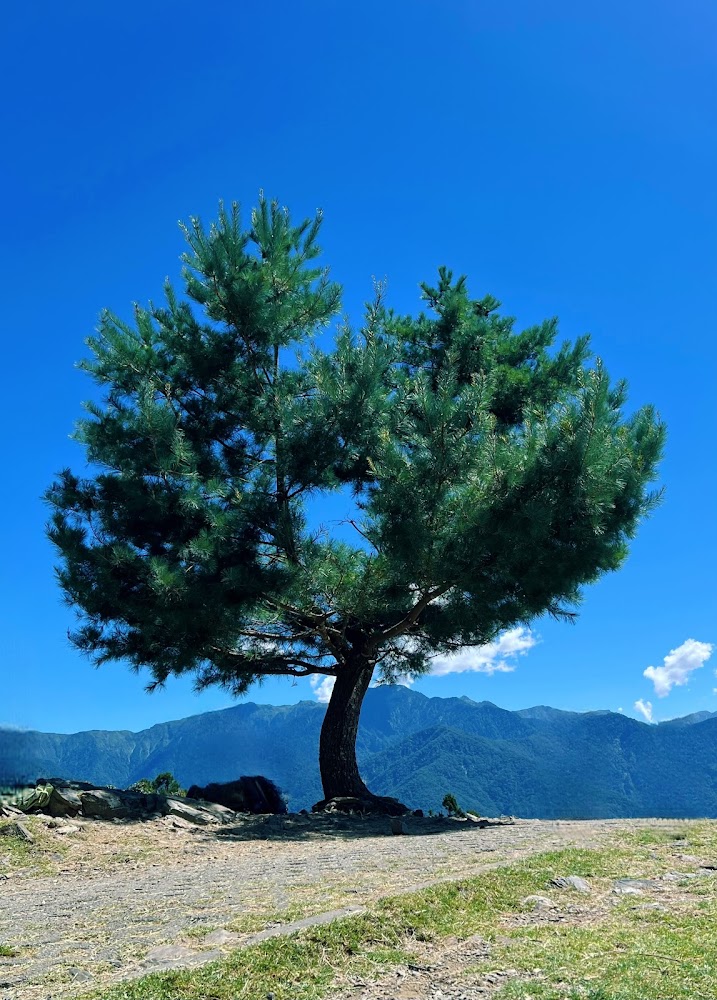 羊肉料理｜清境農場的完美旅遊指南：避開這5個常見錯誤