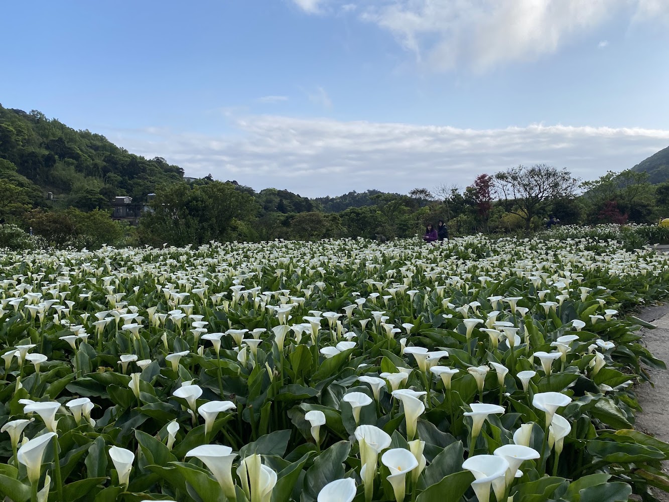 竹子湖｜北部景點大推薦：探索台灣精彩旅遊目的地
