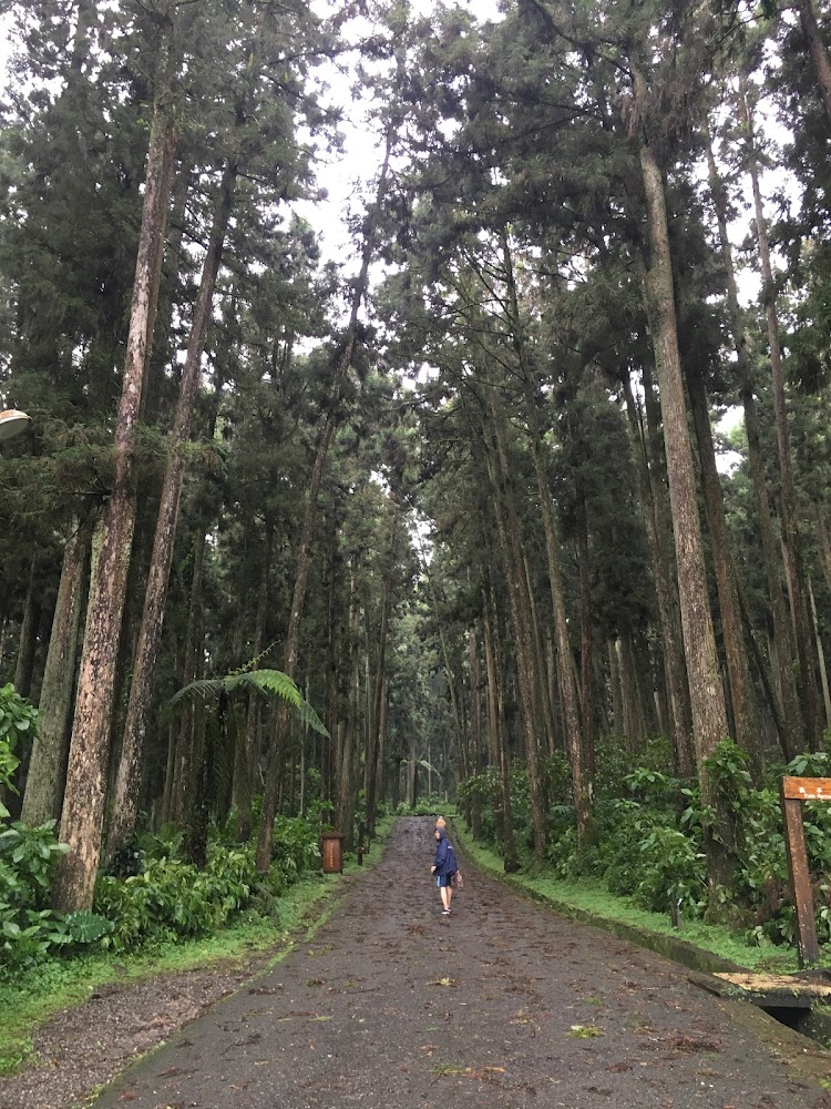 大學池｜銀杏森林的秋日魅力：探索完美的黃金美景