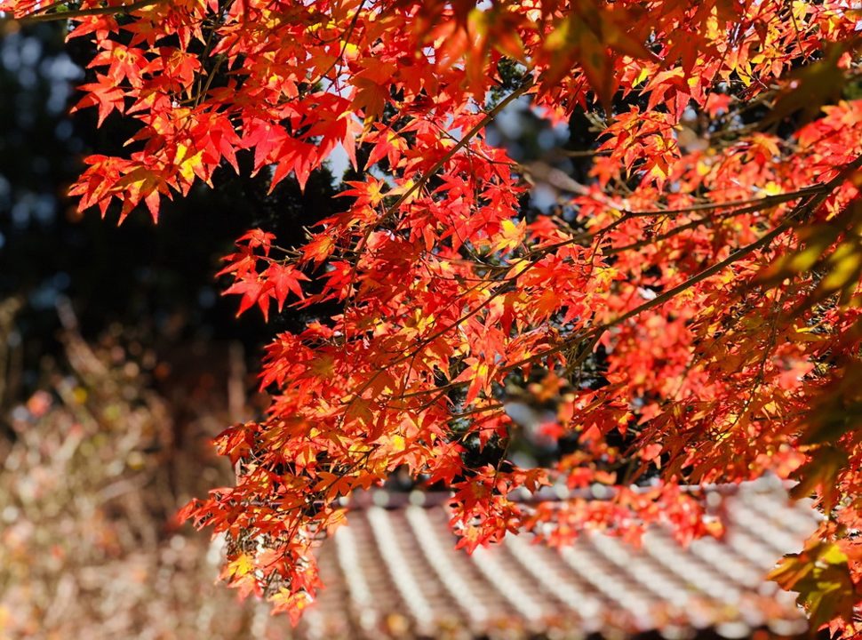 楓葉