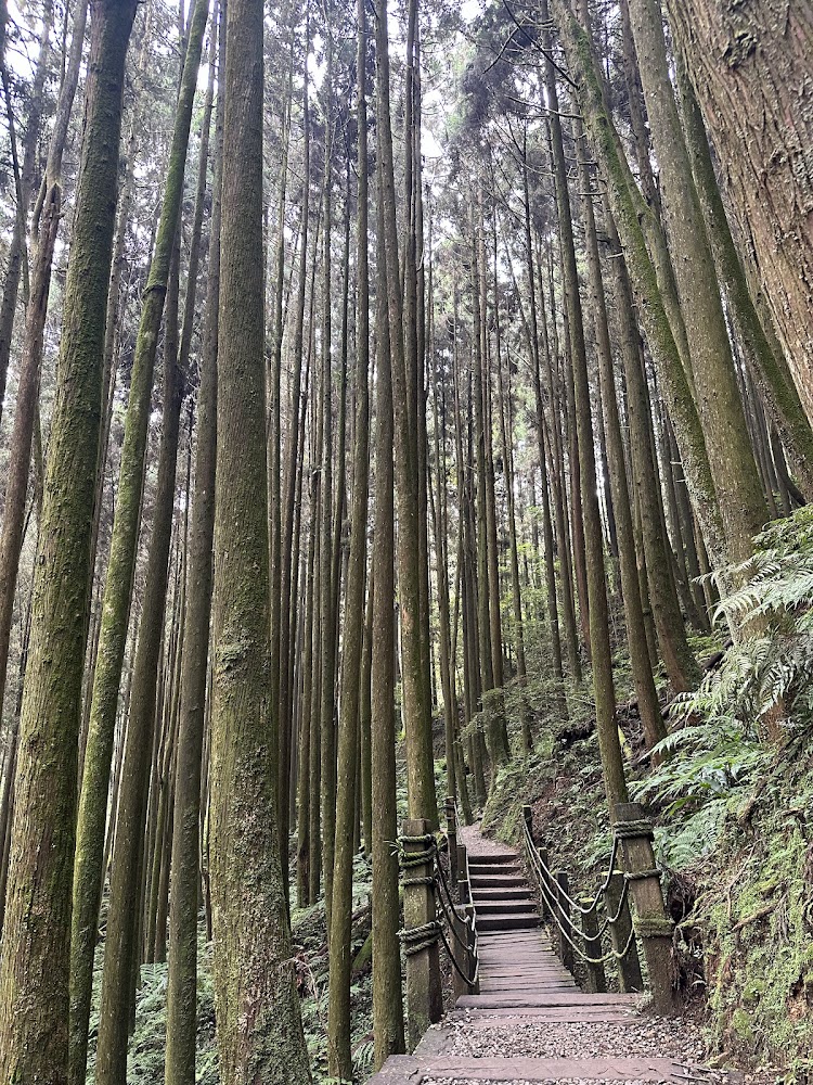 杉林溪穿林棧道自然美景