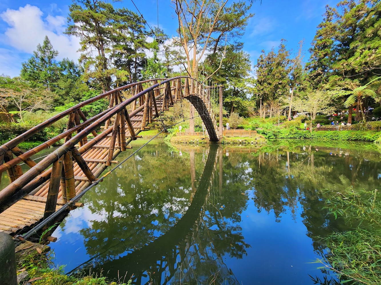 銀杏林｜探索溪頭自然教育園區的隱藏寶藏與賞景秘訣