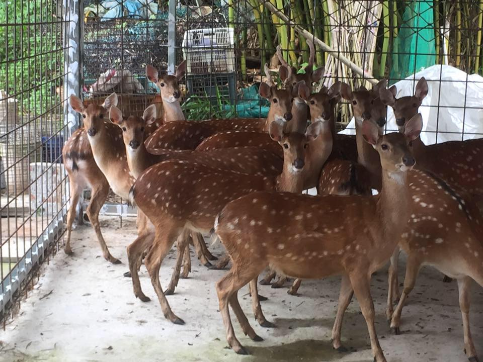 影片｜花鹿秘境：探索台灣桃園的自然與動物之美