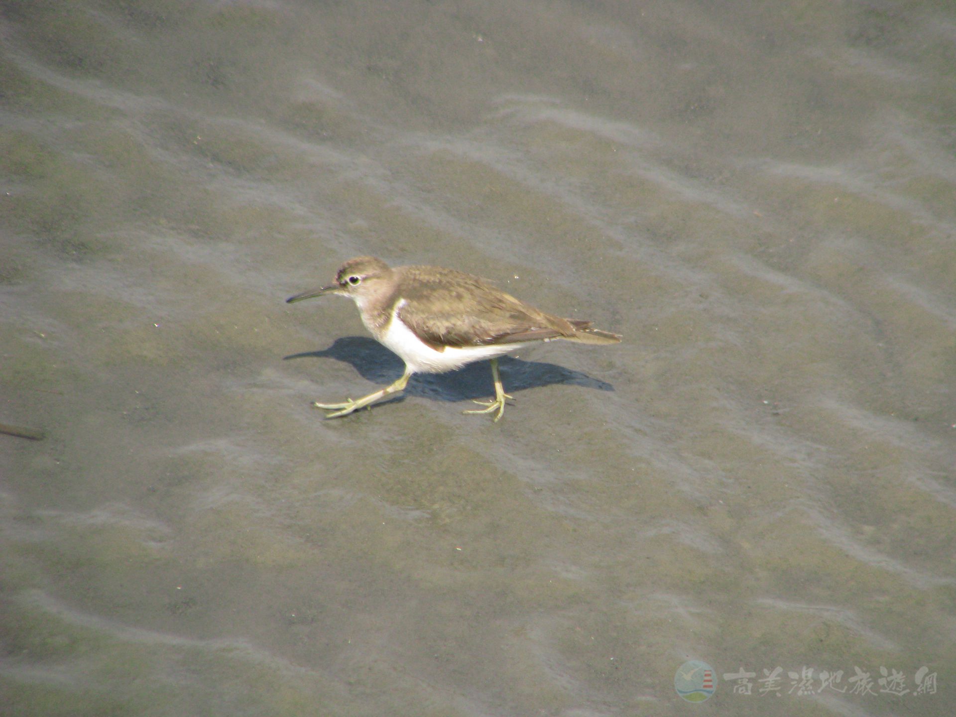 潮起潮落之間，遇見金色的風景｜高美濕地日落生態全攻略