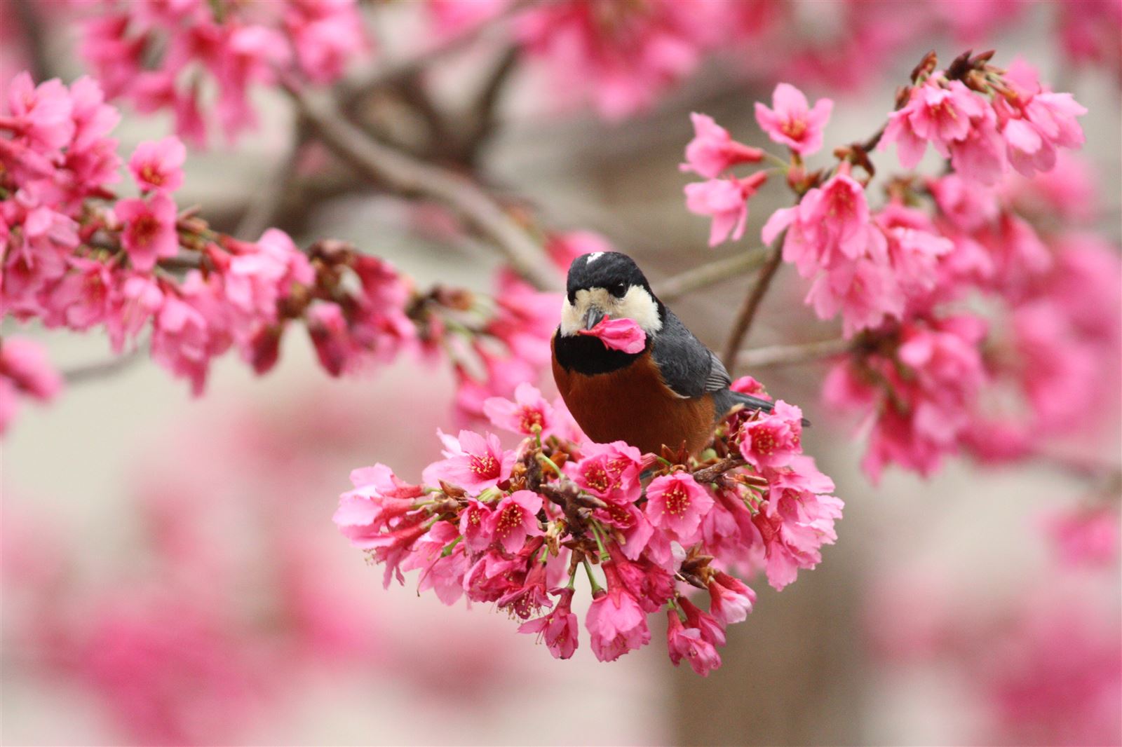 台中八仙山一日慢行｜看瀑布、聽溪聲、在森林裡深呼吸