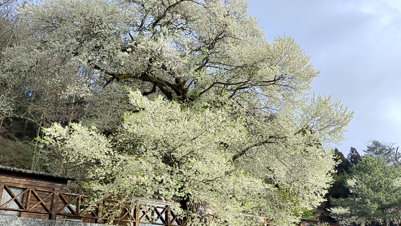 觀霧山莊-霧社櫻王