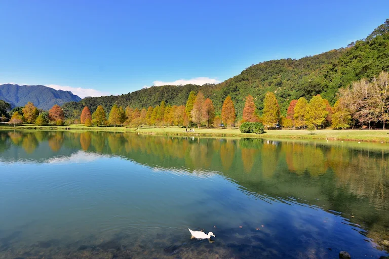 風一吹就紅了的季節｜宜蘭落羽松免費秘境，美得像一場慢電影