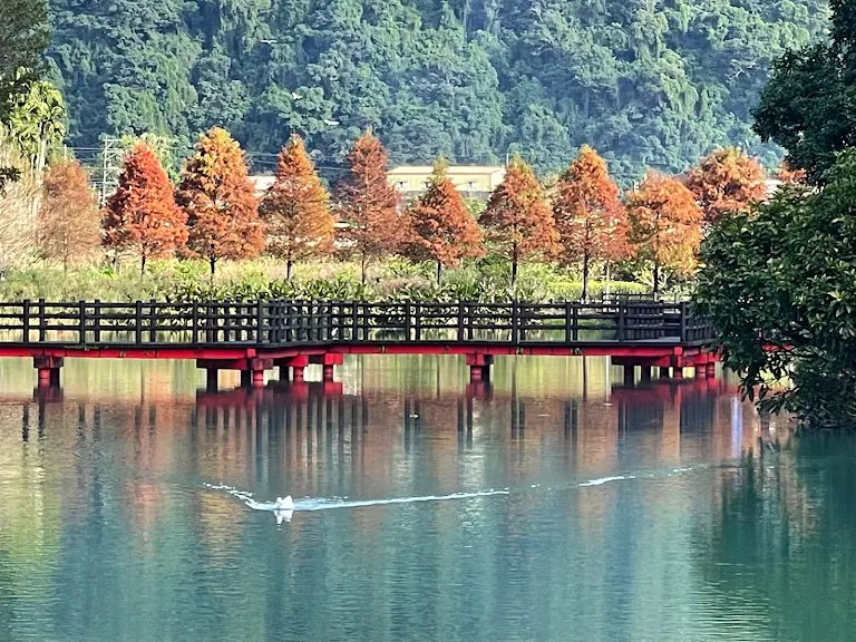 風一吹就紅了的季節｜宜蘭落羽松免費秘境，美得像一場慢電影