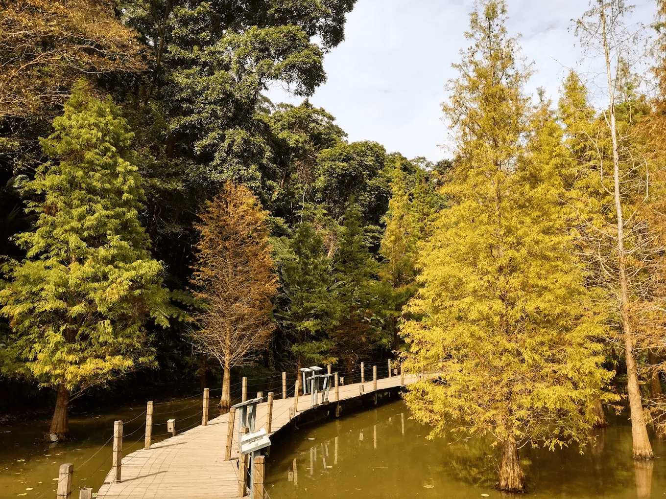 綠世界生態農場 落羽松步道