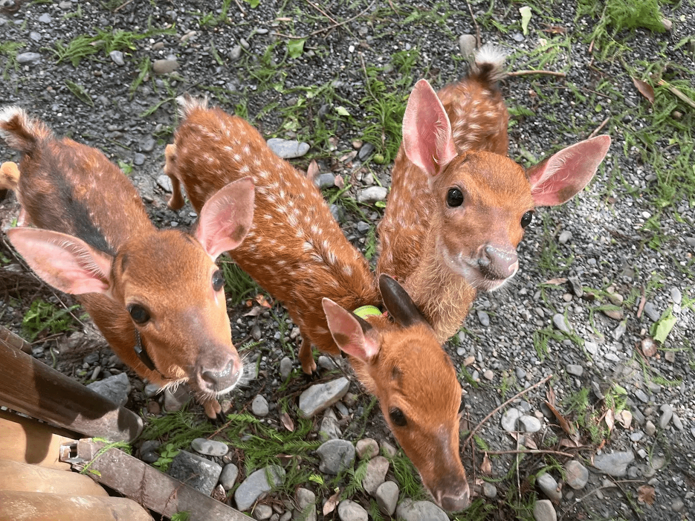 🌿 水岸-森林物語動物園區