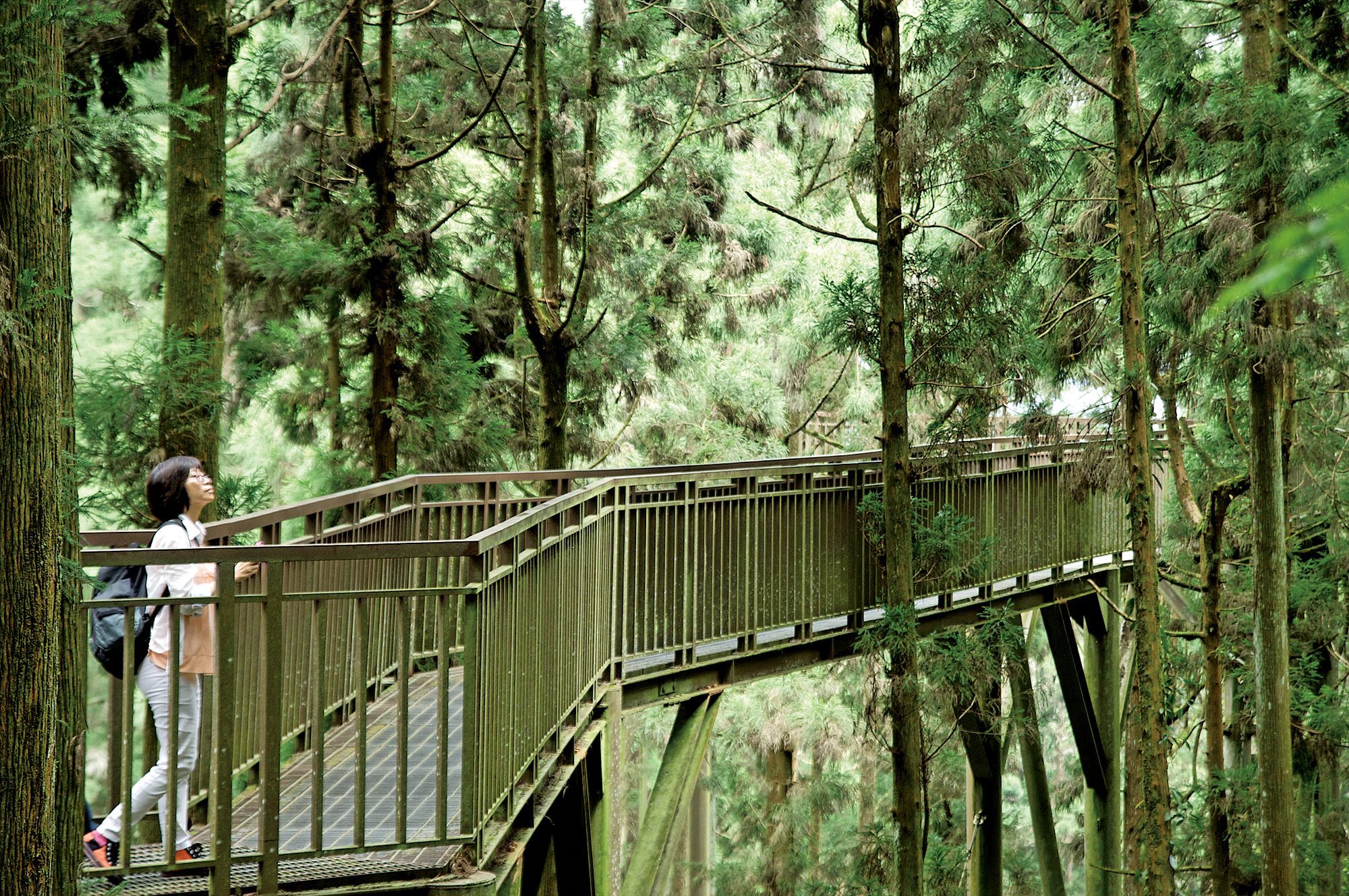 漫步在溪頭森林的空中走廊,從高角度俯視茂密的樹林冠層,體驗被大自然完全包圍的療癒力量