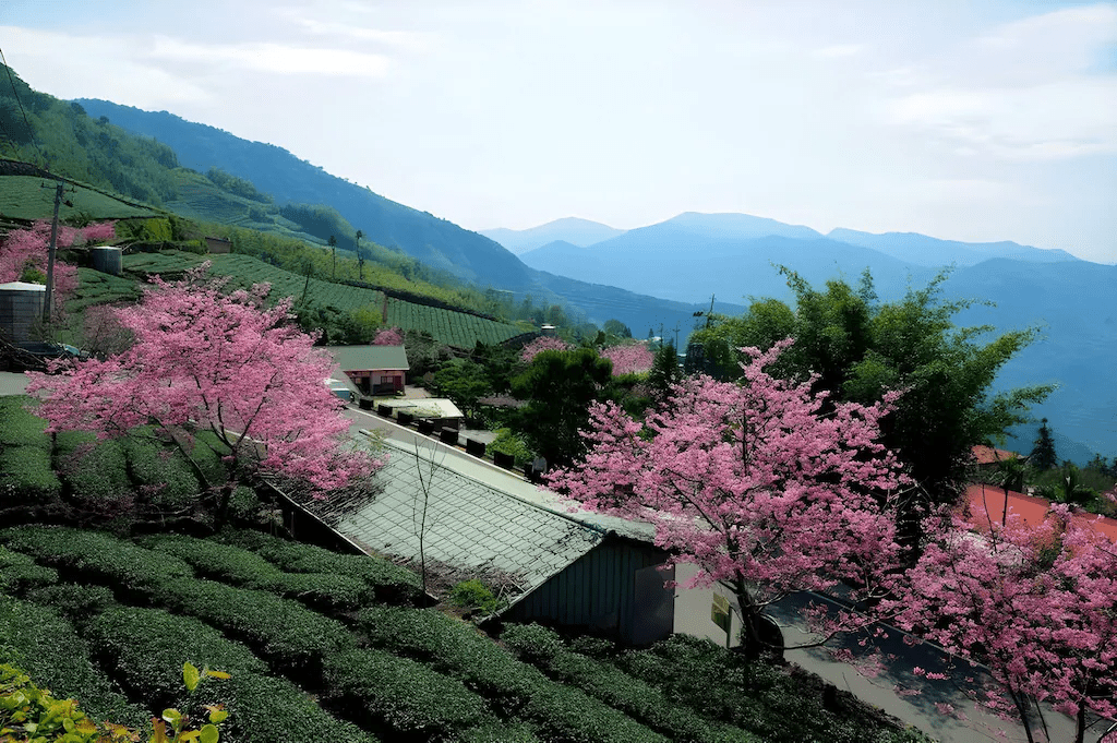 沿著山色跑進阿里山的住宿群，一路從茶園到雲霧裡挑選最讓心安的那一間