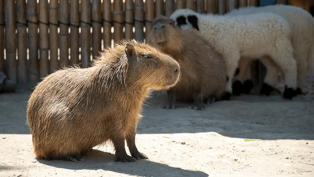 廢物媽媽育兒農場