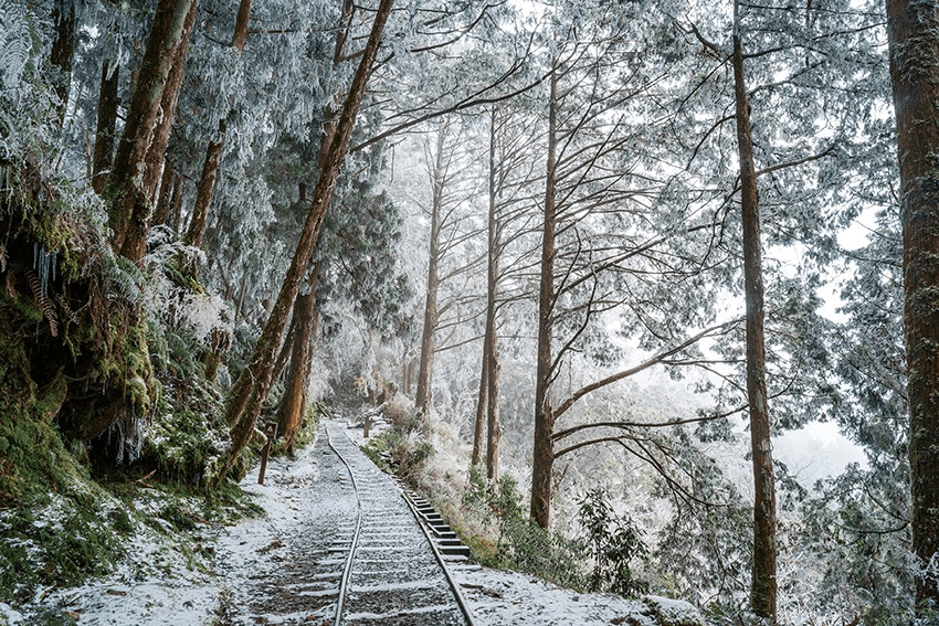 見晴懷古步道雲霧繚繞，遊客漫步於舊鐵軌與木棧道上，如夢似幻
