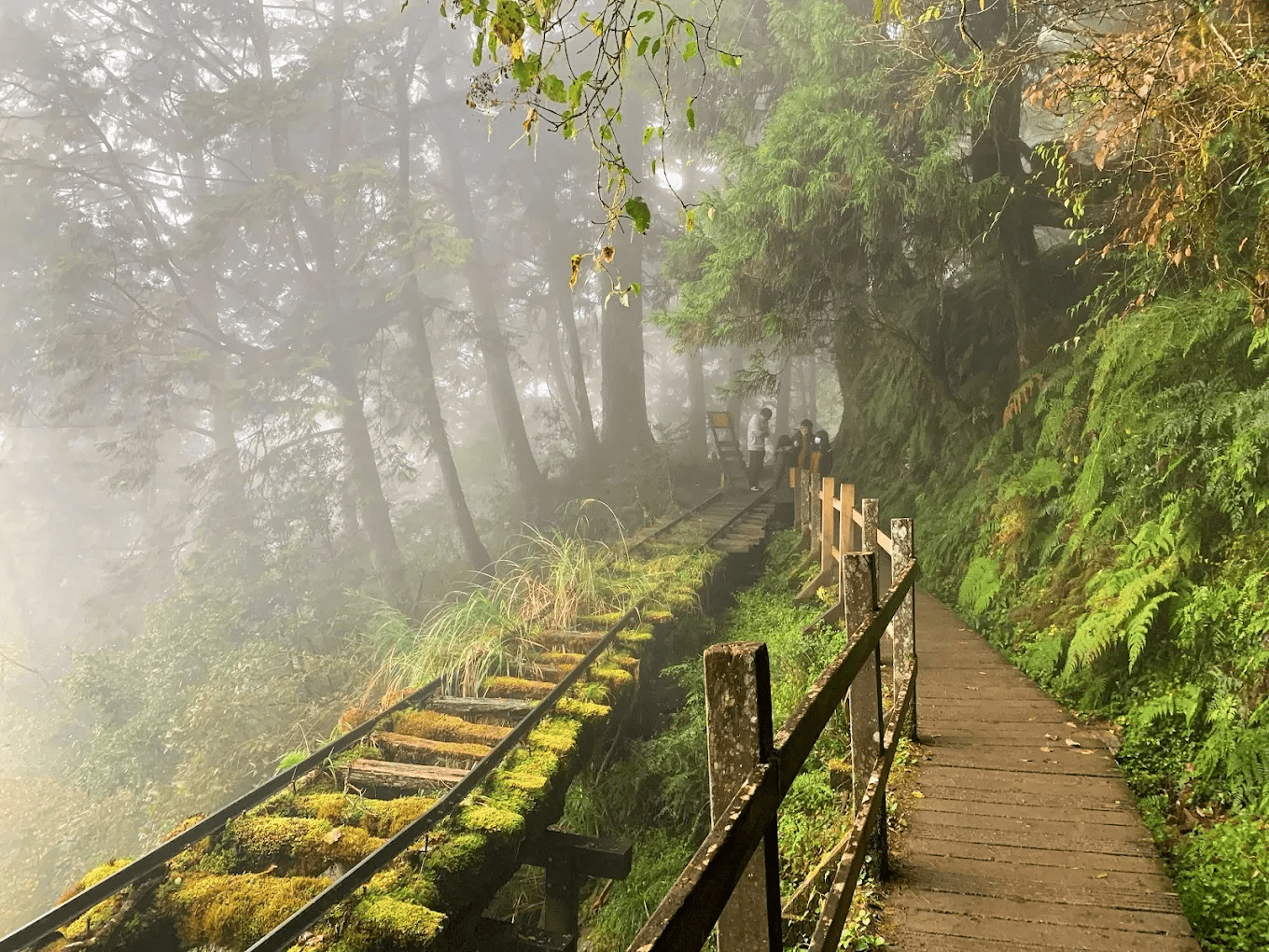 見晴懷古步道｜走在雲霧與鐵道遺跡之間，太平山最美的森林系散步路線