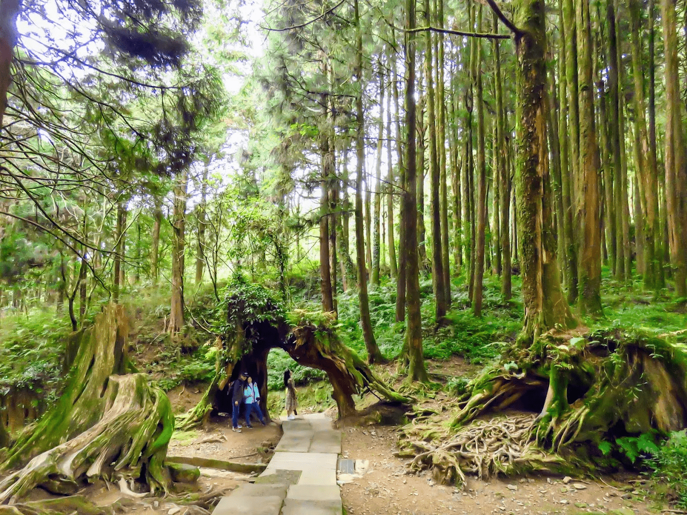 阿里山國家森林遊樂區|日出、雲海、神木群一次收藏