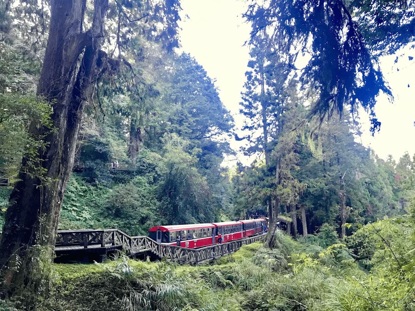 巨木群棧道中矗立的千年神木