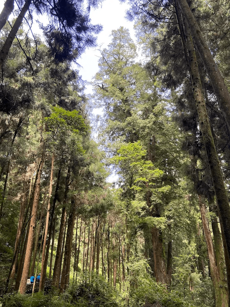神木群棧道散發的濃郁森林氣息