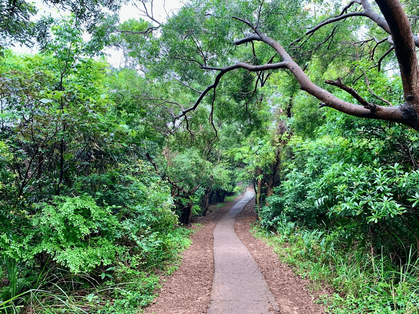 五酒桶山步道｜桃園蘆竹「最親民」的城市小登山