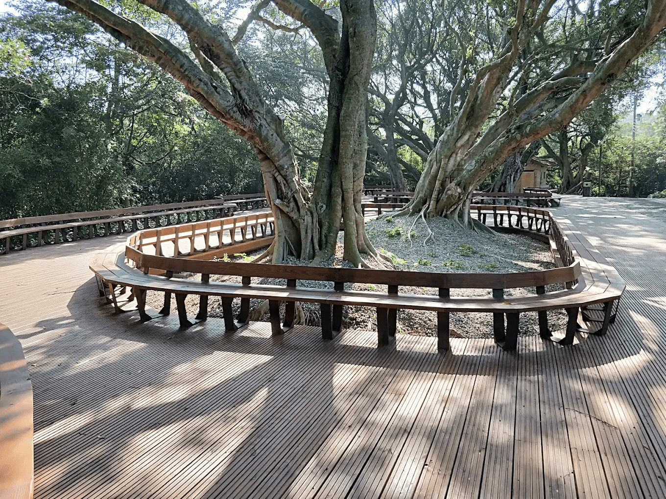 茂密的綠意與森林氣息