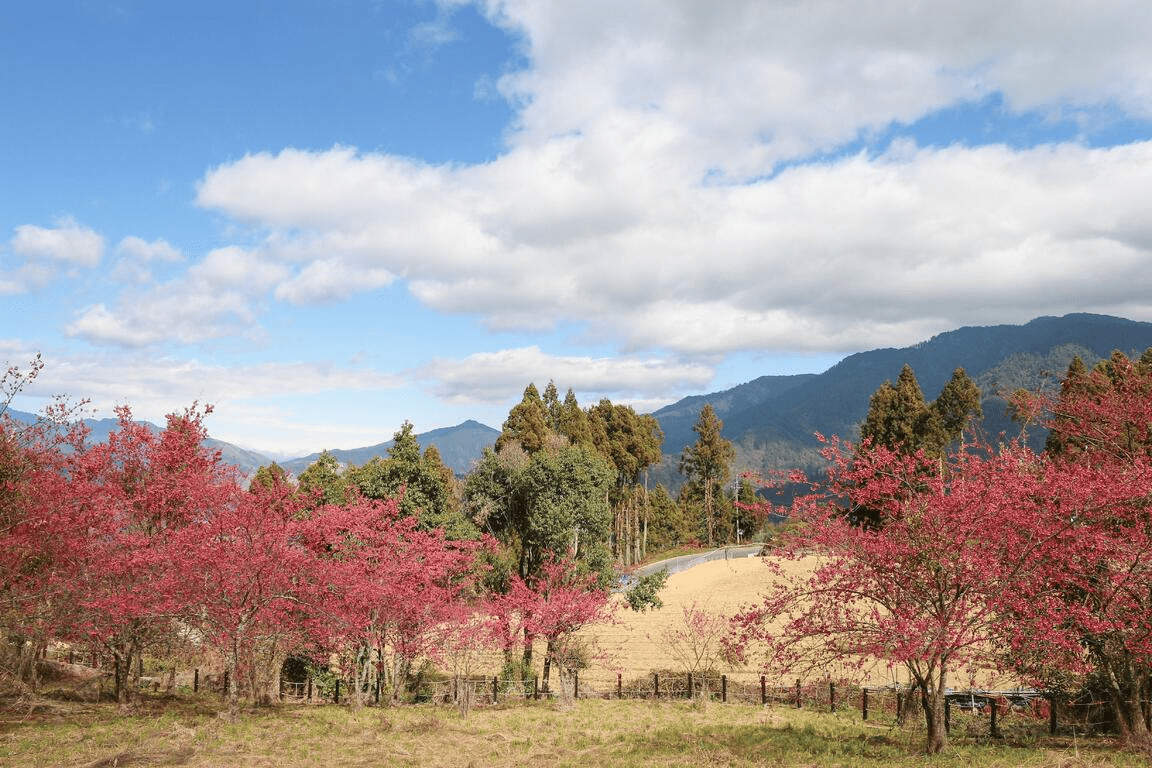 輕踩在高山的風裡，聽高山的四季留聲機，走進福壽山農場的櫻花與湖光