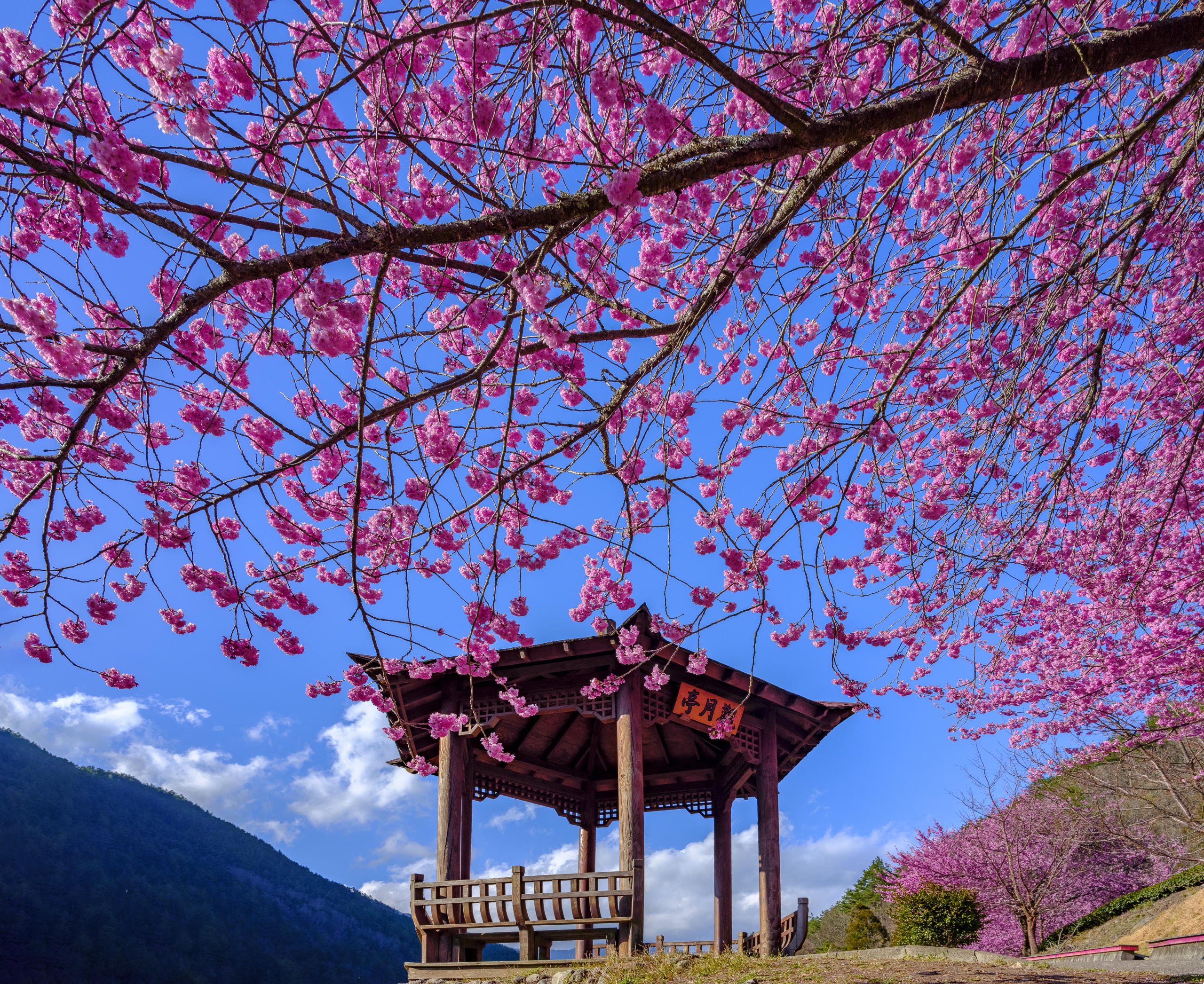在日光穿過雲層的那一刻走進武陵農場，用一趟緩慢而深呼吸的旅遊攻略迎接山景