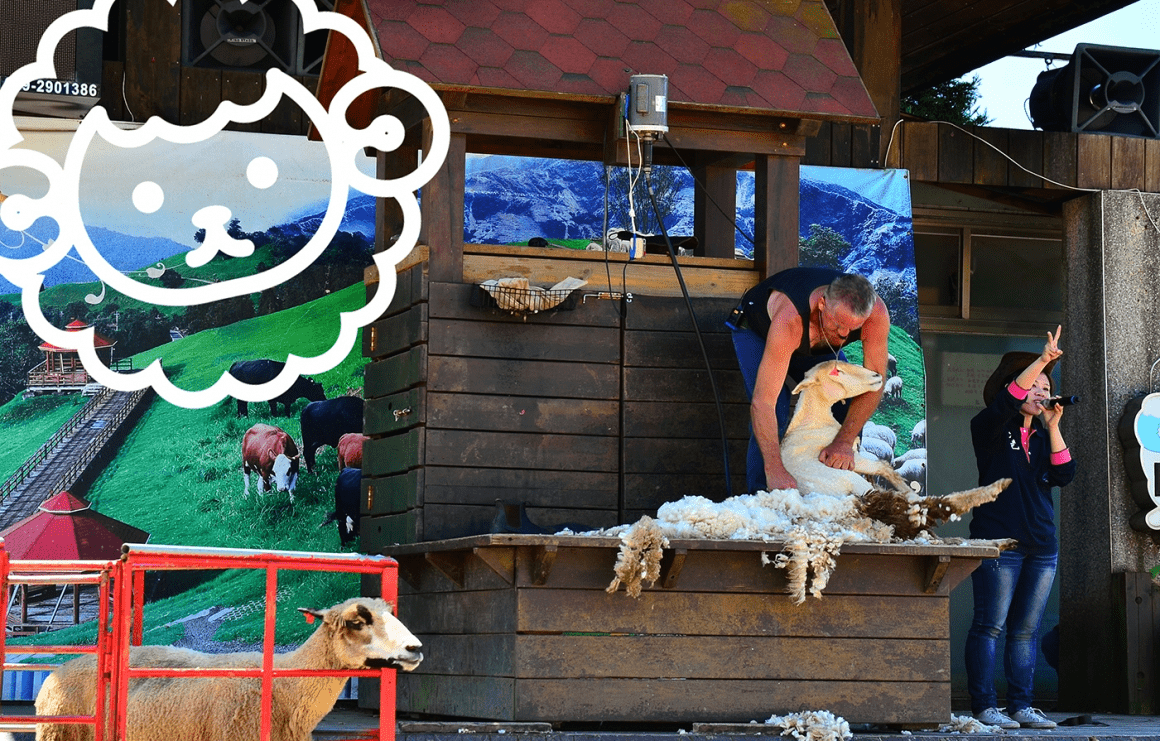 順著南投的山風走向清境農場那片草原時，綿羊與陽光會在抵達瞬間把你的心情慢慢放鬆