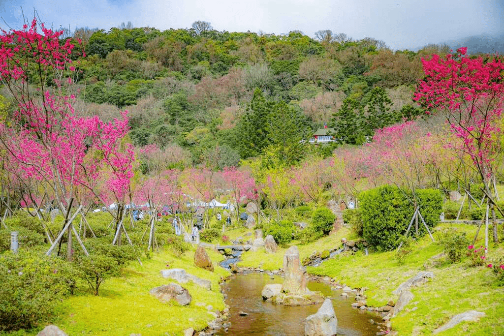 陽明山櫻花路上的粉色風景，花落山間，春光正好