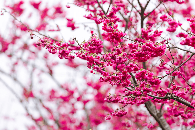 花落山間，春光正好，拾一抹粉色風景，在櫻花路上的風裡走一趟陽明山