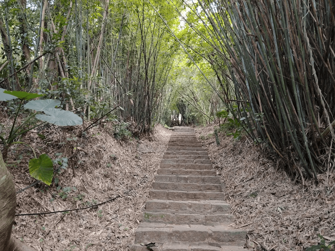 天母古道步道入口處景致