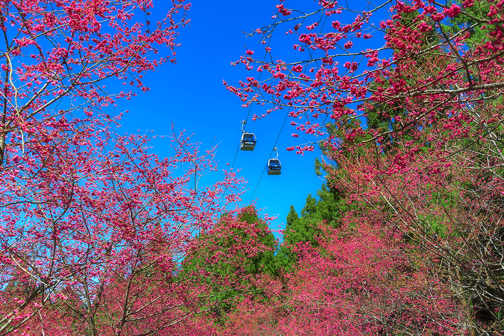 在纜車視角遇見部落文化,用雙腳尋找故事,走進九族文化村的層層魅力