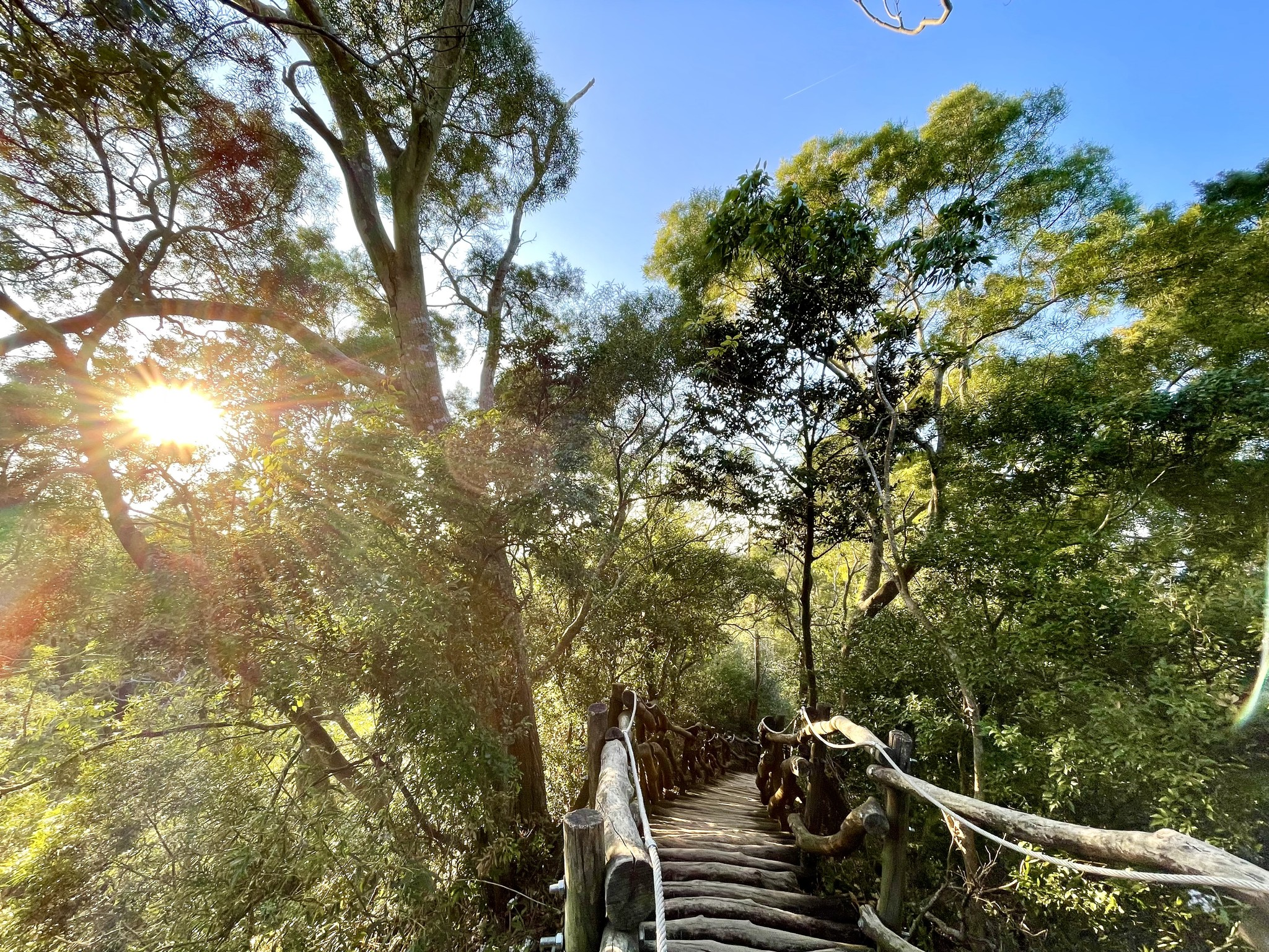 沿著台中大坑一號登山步道緩緩向上，在清晨微光裡看見城市與山風一起展開的畫面