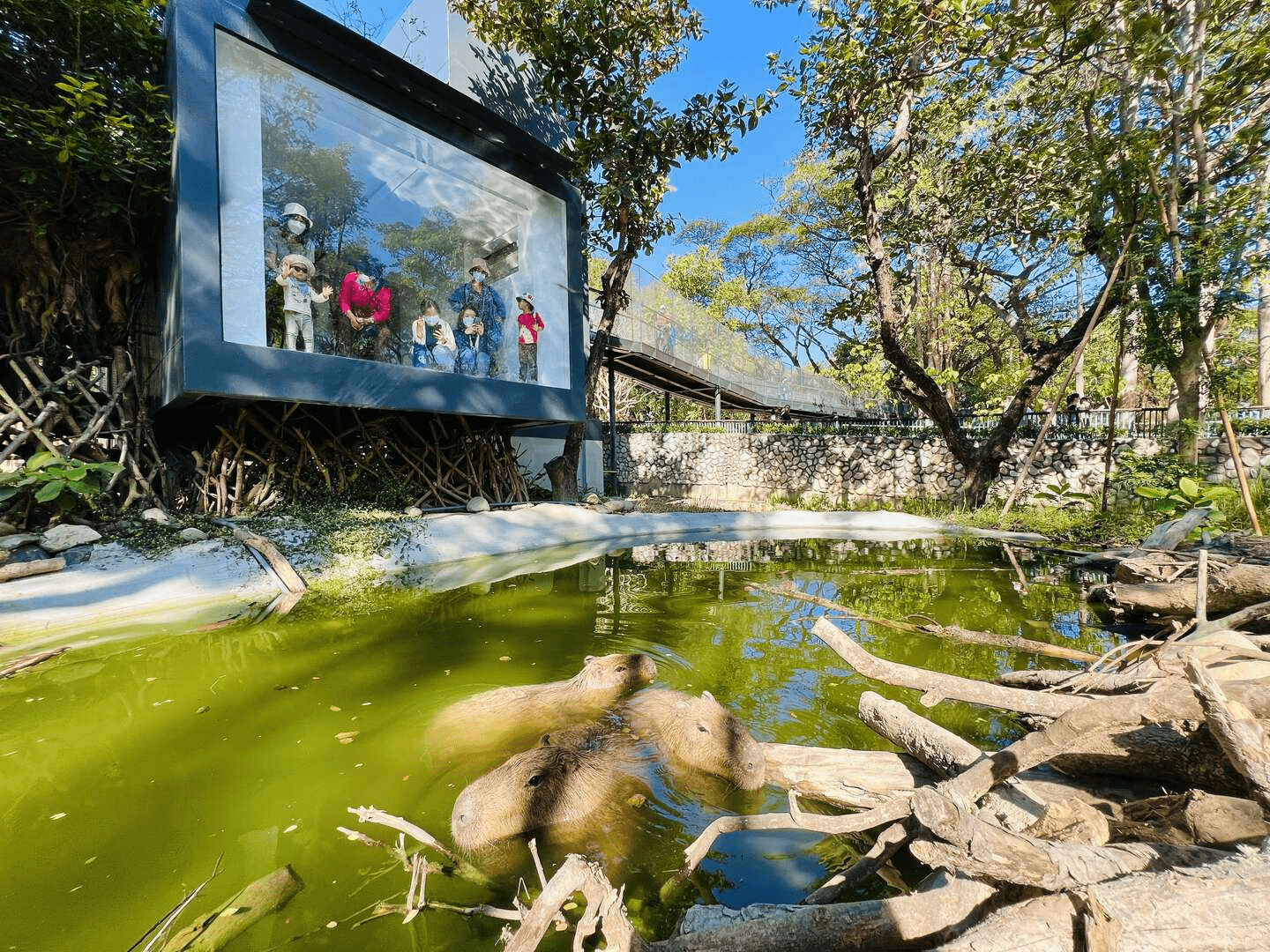 遊客近距離離看正在泡湯的水豚君