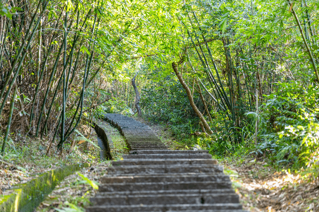 帶著輕鬆步伐走進台灣的登山步道，在林間光影交替中讓一天慢慢展開