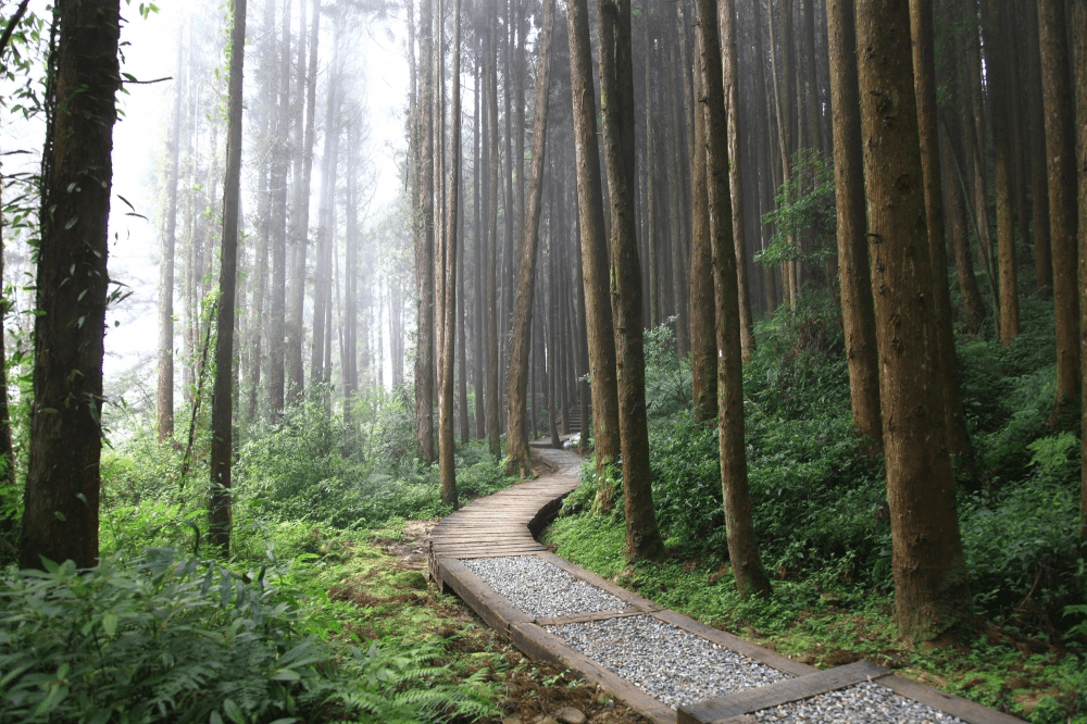 把腳步放進杉林溪的綠意裡，從花卉中心走到瀑布前，看著山霧升起的瞬間想重新深呼吸
