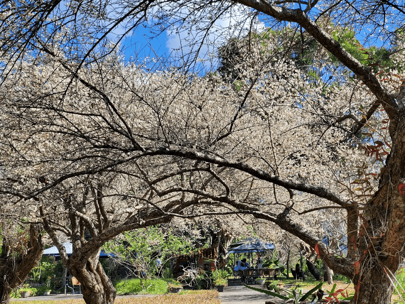 草嶺風景區遼闊山景