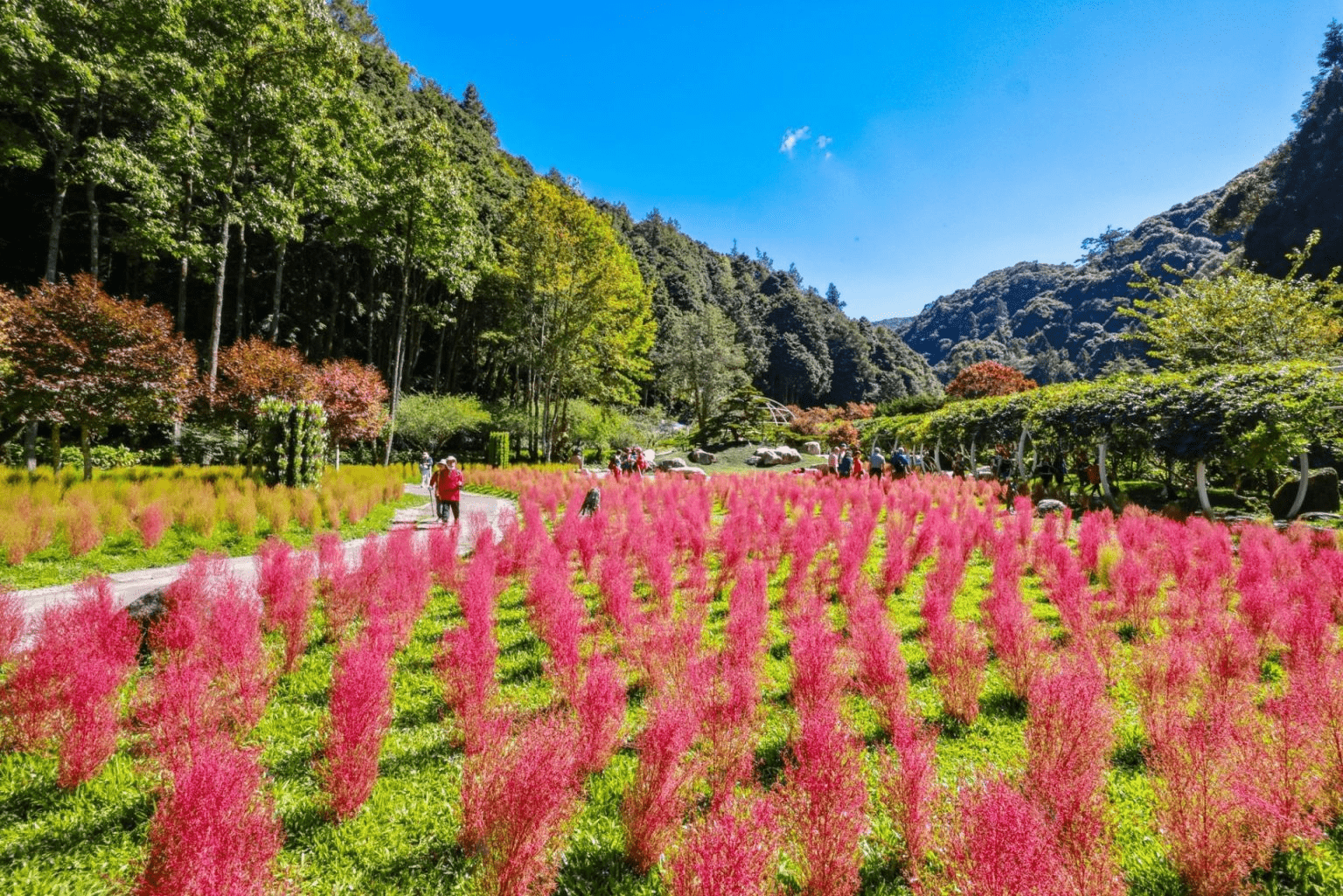 帶著輕鬆步伐前往杉林溪，在瀑布聲、林間風與金色水杉交織的畫面裡找回旅行最舒服的速度