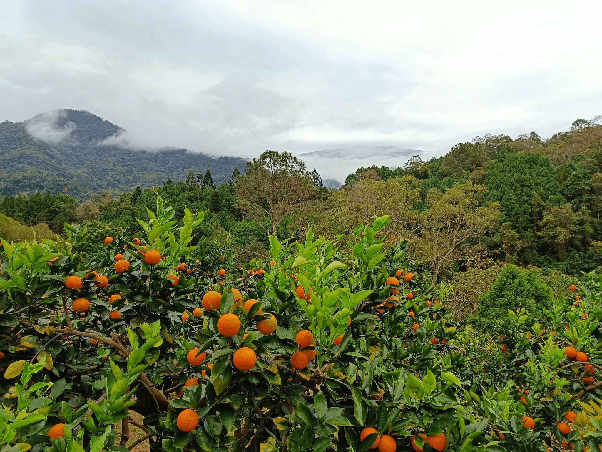 從竹東老街開始散步，用街屋光影與溪谷水聲帶你完成一天充滿呼吸感的探索