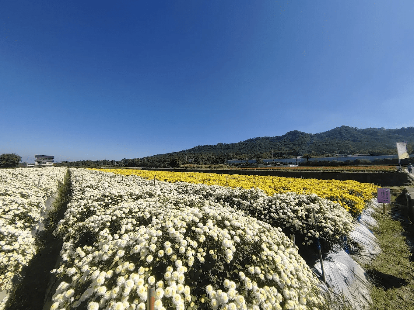 寶哥農園（杭菊田）｜苗栗銅鑼最夢幻的白金花海