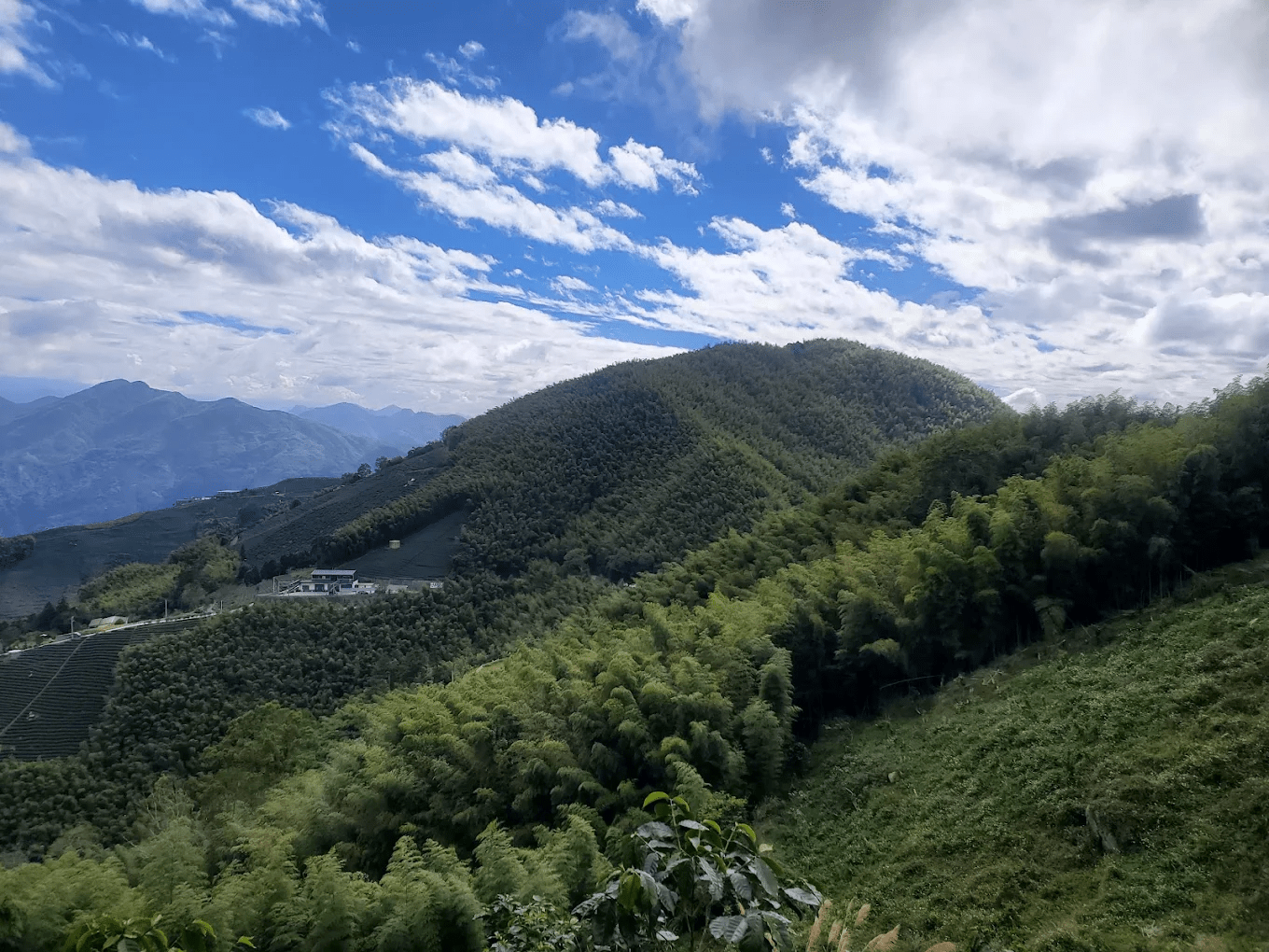 龍興古道｜梅山秘境竹林步道，900 公尺的輕鬆森呼吸散步路線