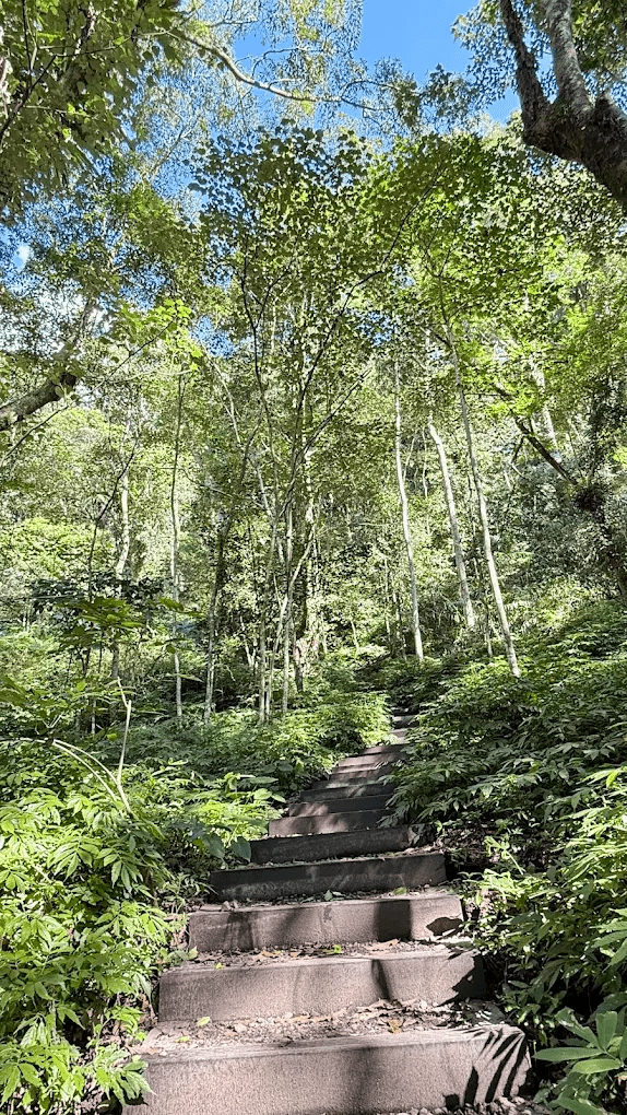 雪山坑環線步道｜巨人之手 × 原木棧道 × 泰雅部落秘境