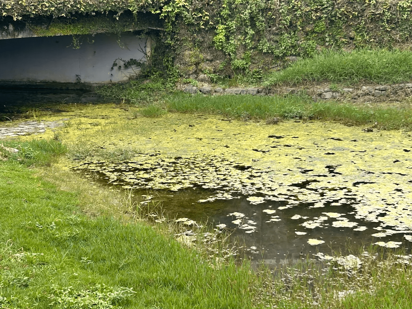 龍巖冽泉（龍目井）｜藏在柴山腳下的天然湧泉秘境