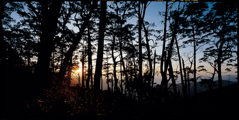 把城市暫放身後,隨著太平山的山風和湖面變化,感受四季在森林裡輕輕展開