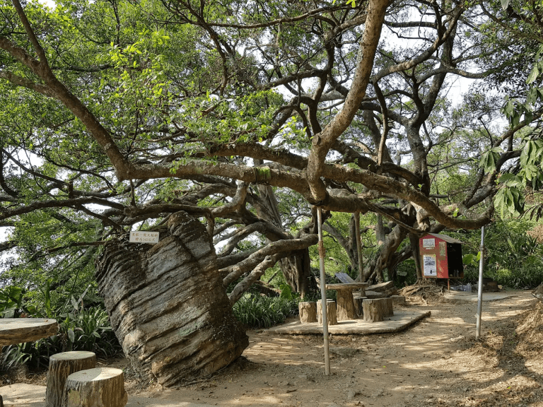 🌳 新北樹林「百年大榕樹」｜藏在山稜線上的 300 年巨木，三鶯一線景盡收眼底