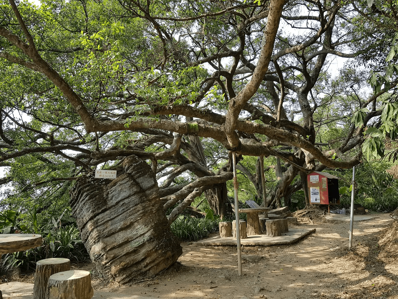 🌳 新北樹林「百年大榕樹」｜藏在山稜線上的 300 年巨木，三鶯一線景盡收眼底