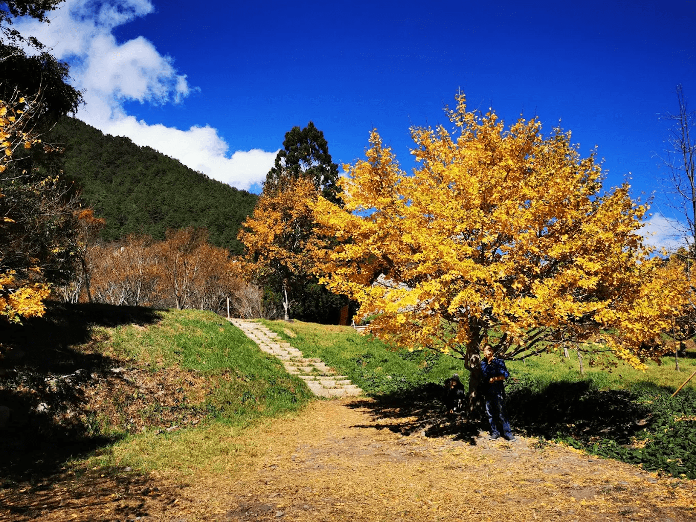 🌲武陵農場｜台中最美山谷秘境